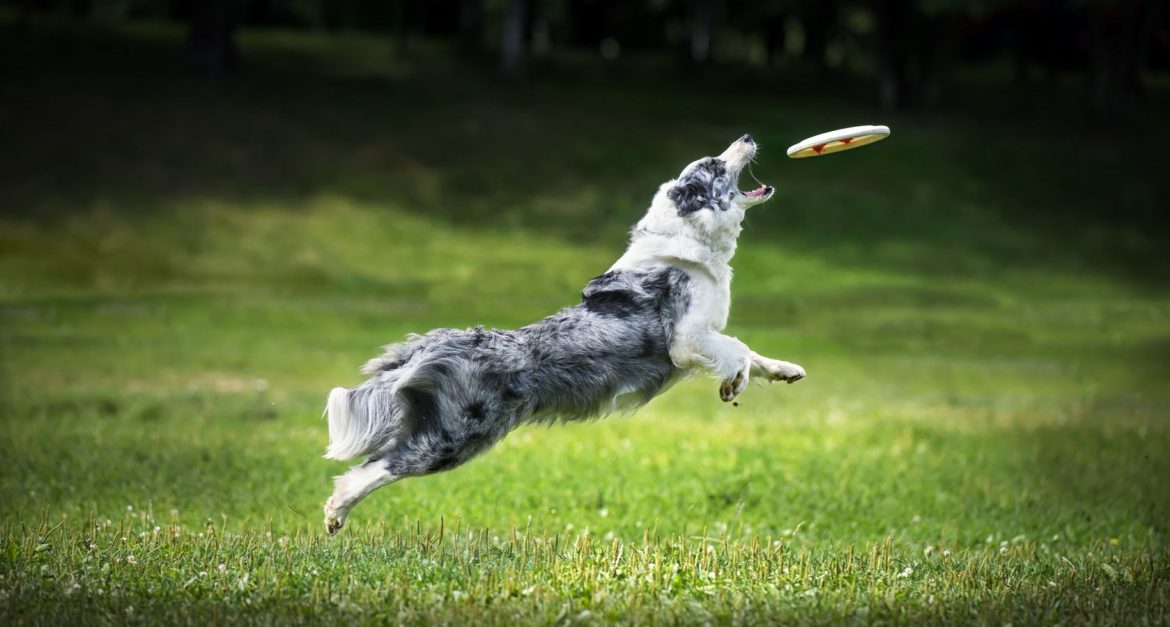 1680×900 Doggy Games – What Type is Your Dog? – The Athlete