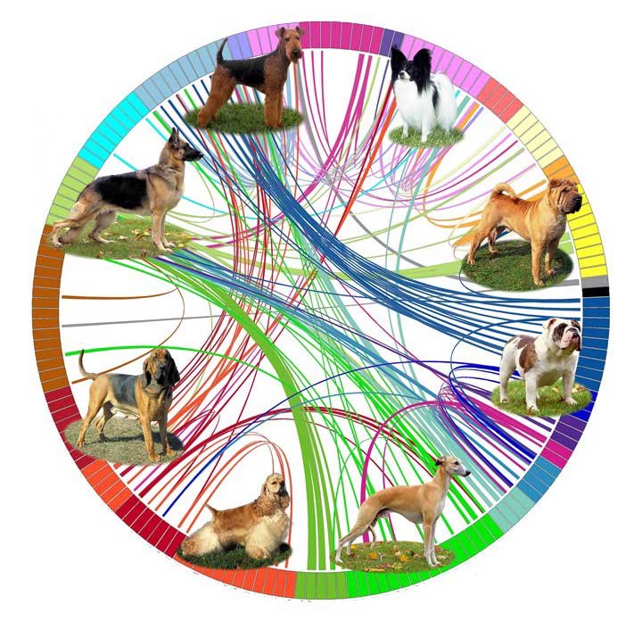 Canine Genome Family Tree of the Domestic Dog – It’s all in their DNA