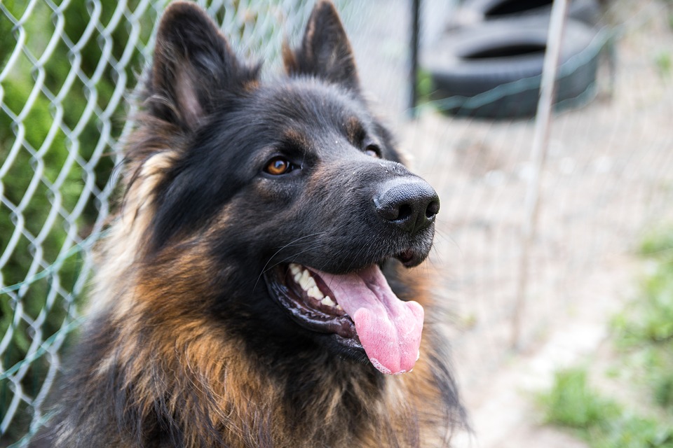 German Sheppherd “I Don’t need DNA to tell me who the sire is. I know who it is”