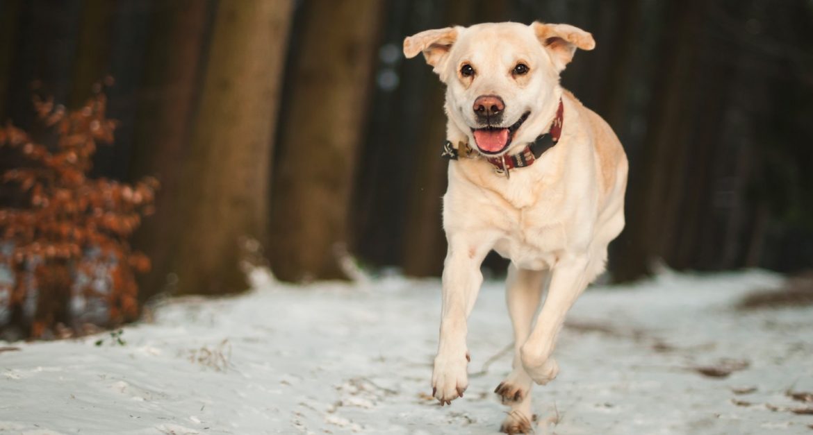 Friend_1680x900 Dog Running