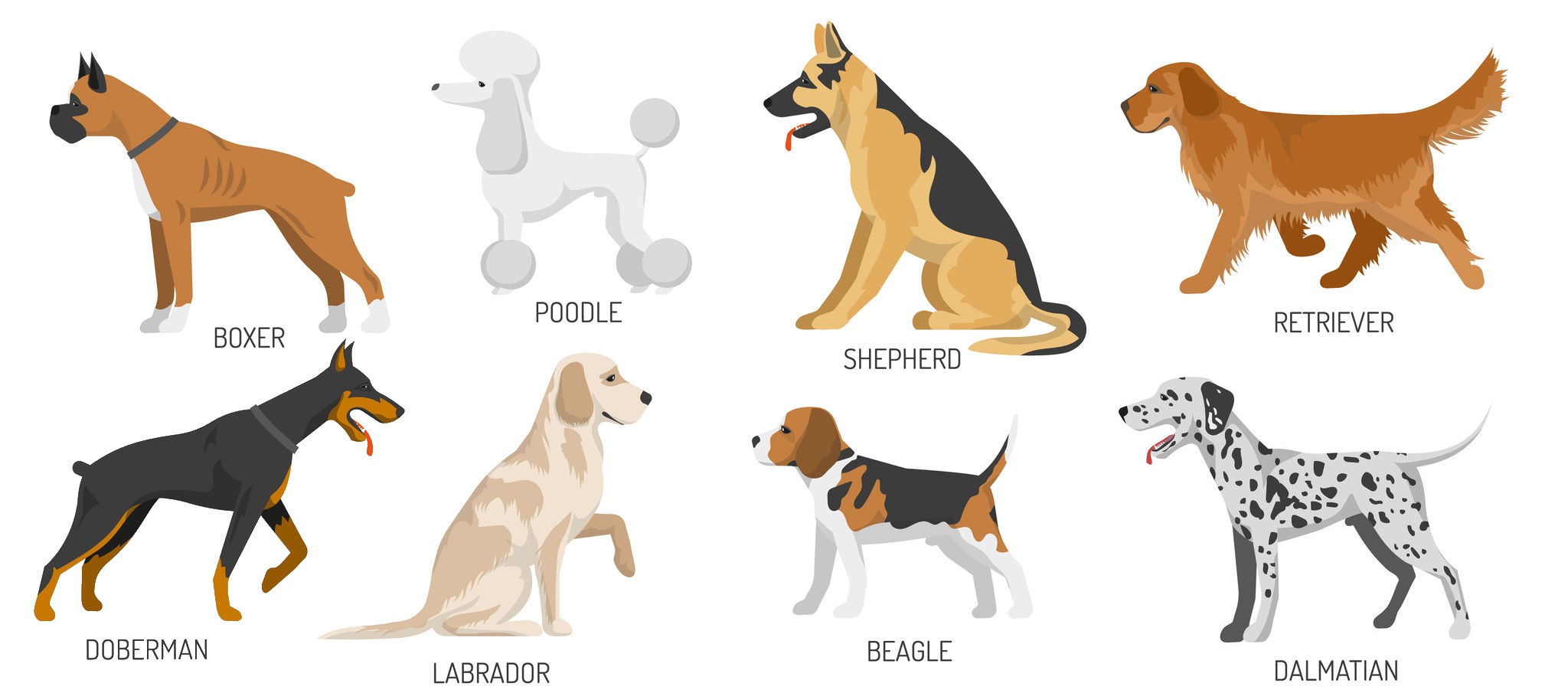 The Most Popular Dog Breeds - News