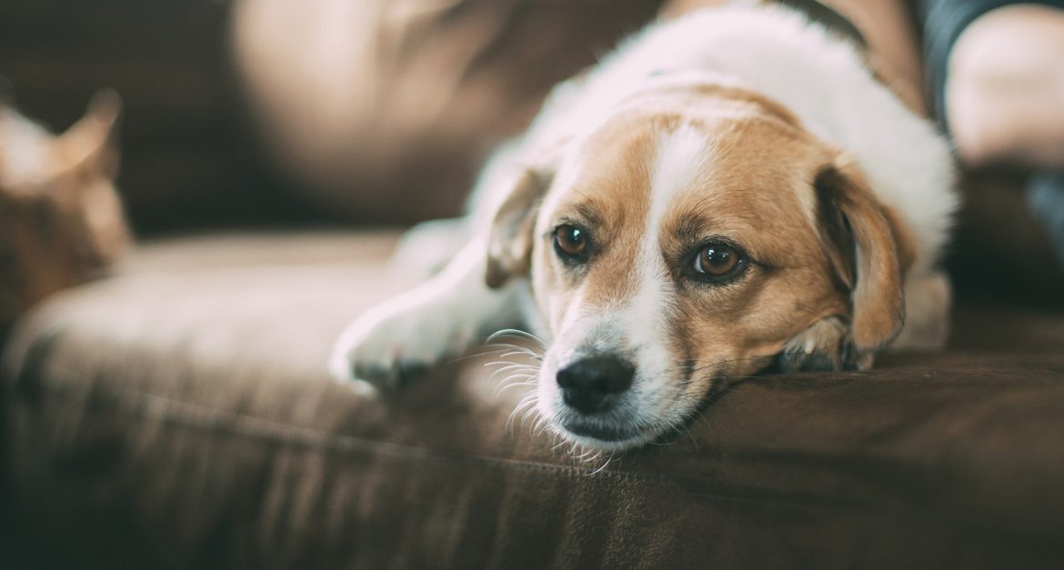 dog on couch 1680×900 Doggy Games – What Type is Your Dog? – The Couch Potato