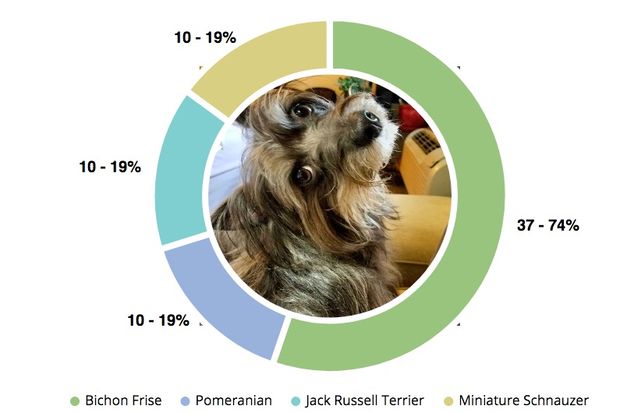 Who’s Blu? After DNA Test On My Dog, I’ve Got Some Answers