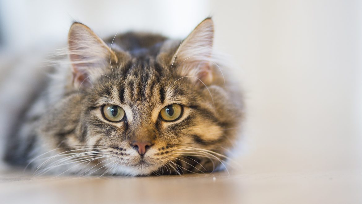Cat-HHCM Customized care could make your cat happier, healthier