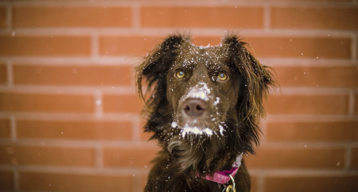 Doggy Games – What Type is Your Dog? – The Diggy Dog