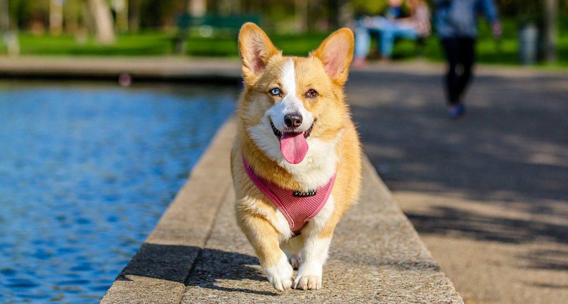 Corgi Characteristics