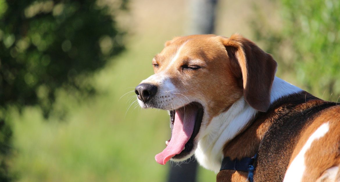Beagle Characteristics Beagle Characteristics