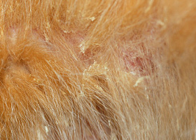 Ichthyosis in shop dogs treatment